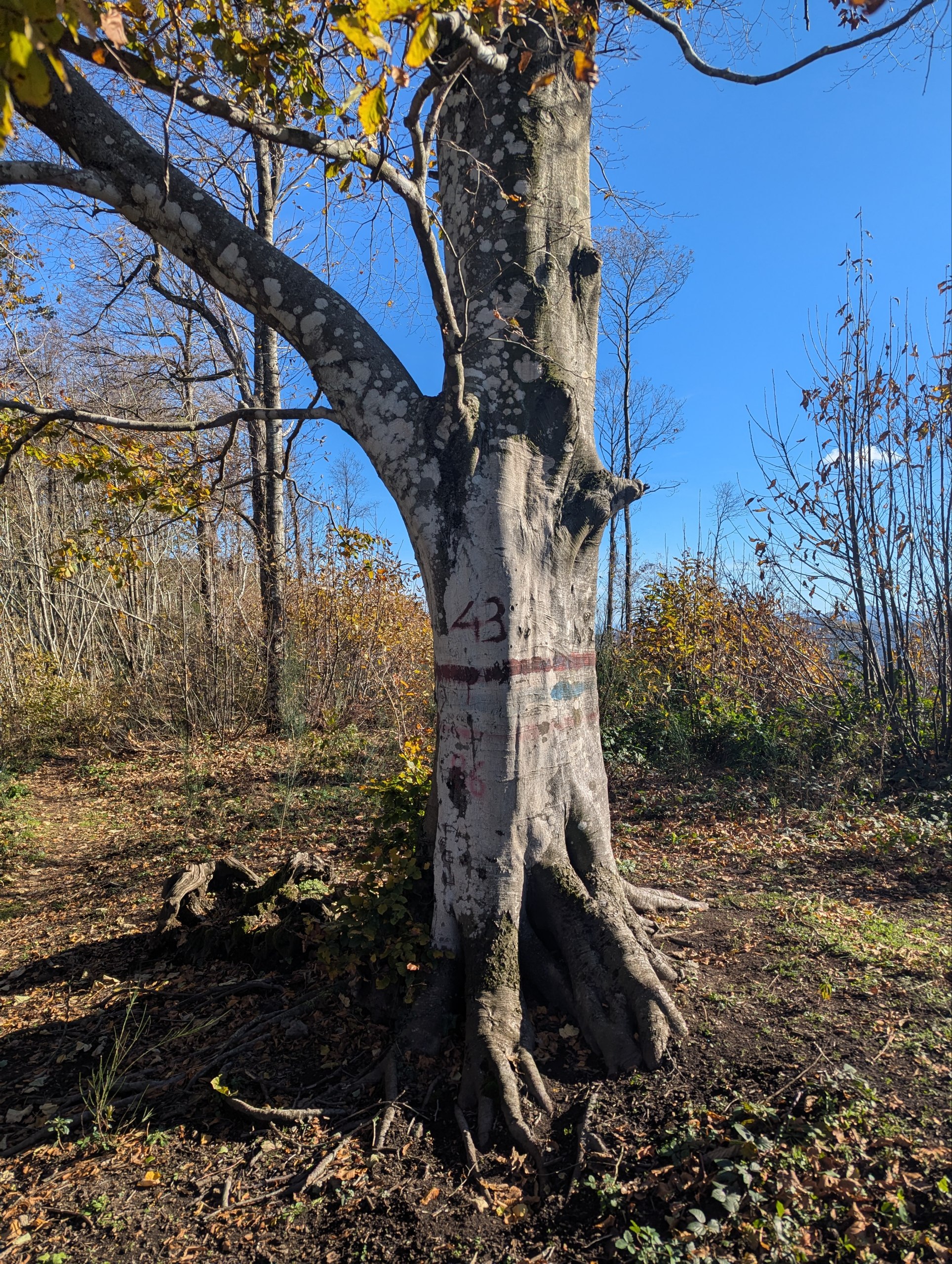 Albero trovato lungo il percorso